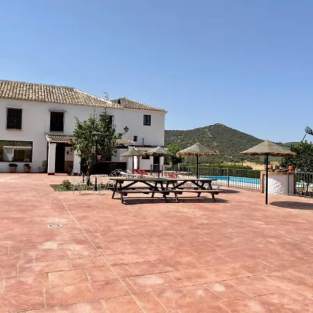 Palomos En El Centro De Andalucia *